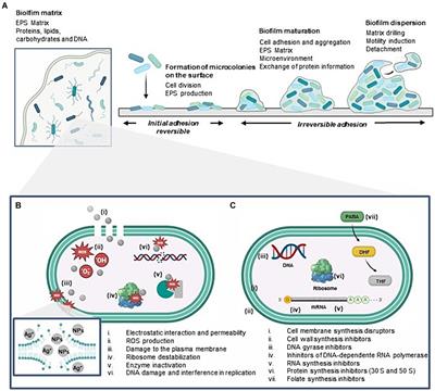 Advances in silver nanoparticles: a comprehensive review on their potential as antimicrobial agents and their mechanisms of action elucidated by proteomics
